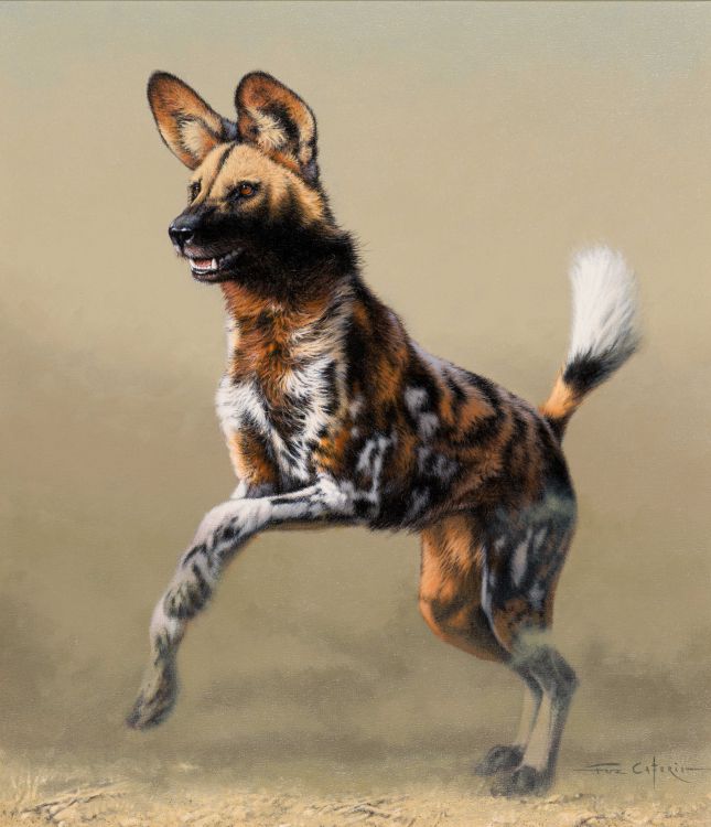 Wild Dog by Fabrizio (Fuz) Caforio | Strauss & Co