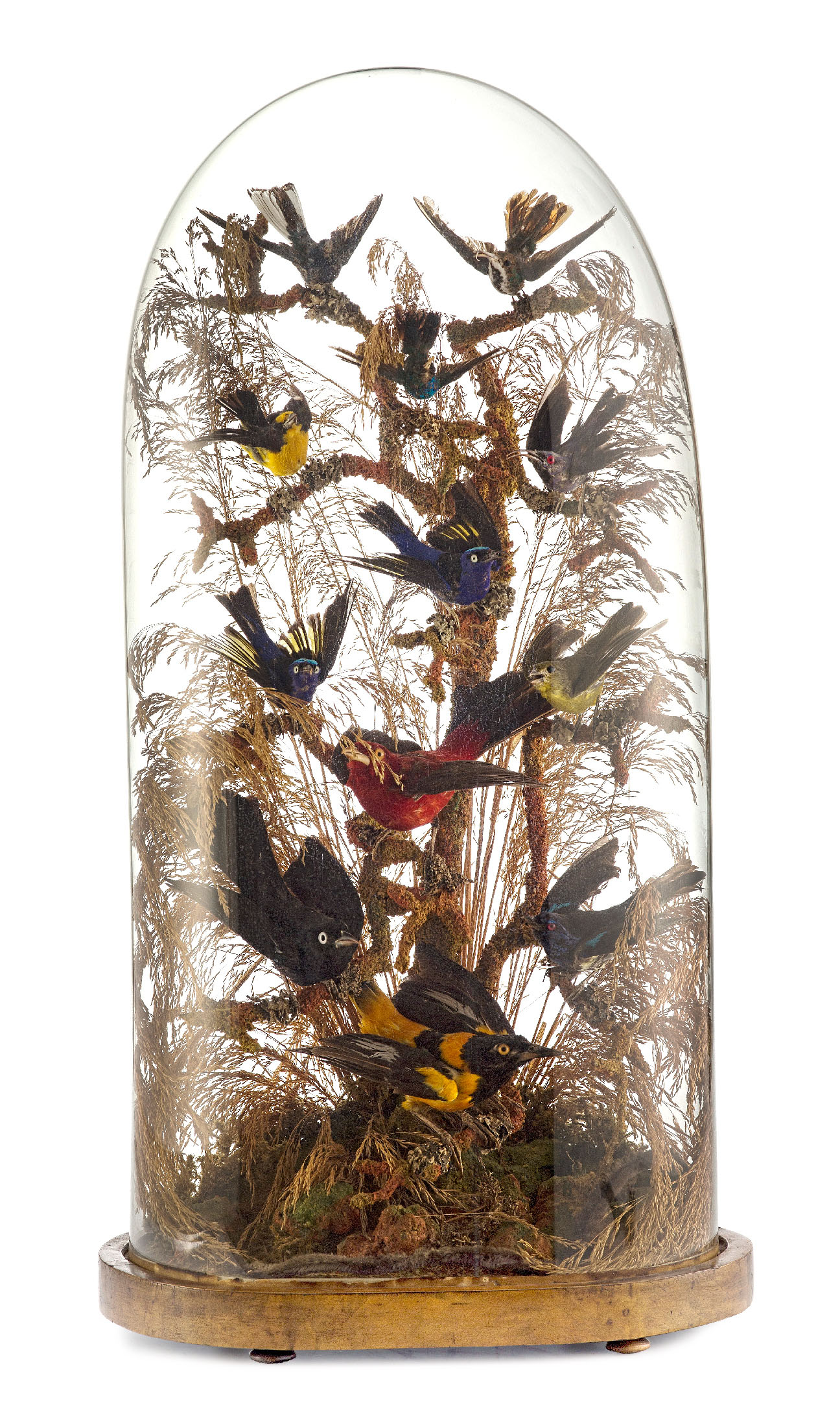 A Victorian Taxidermy Bird Diorama