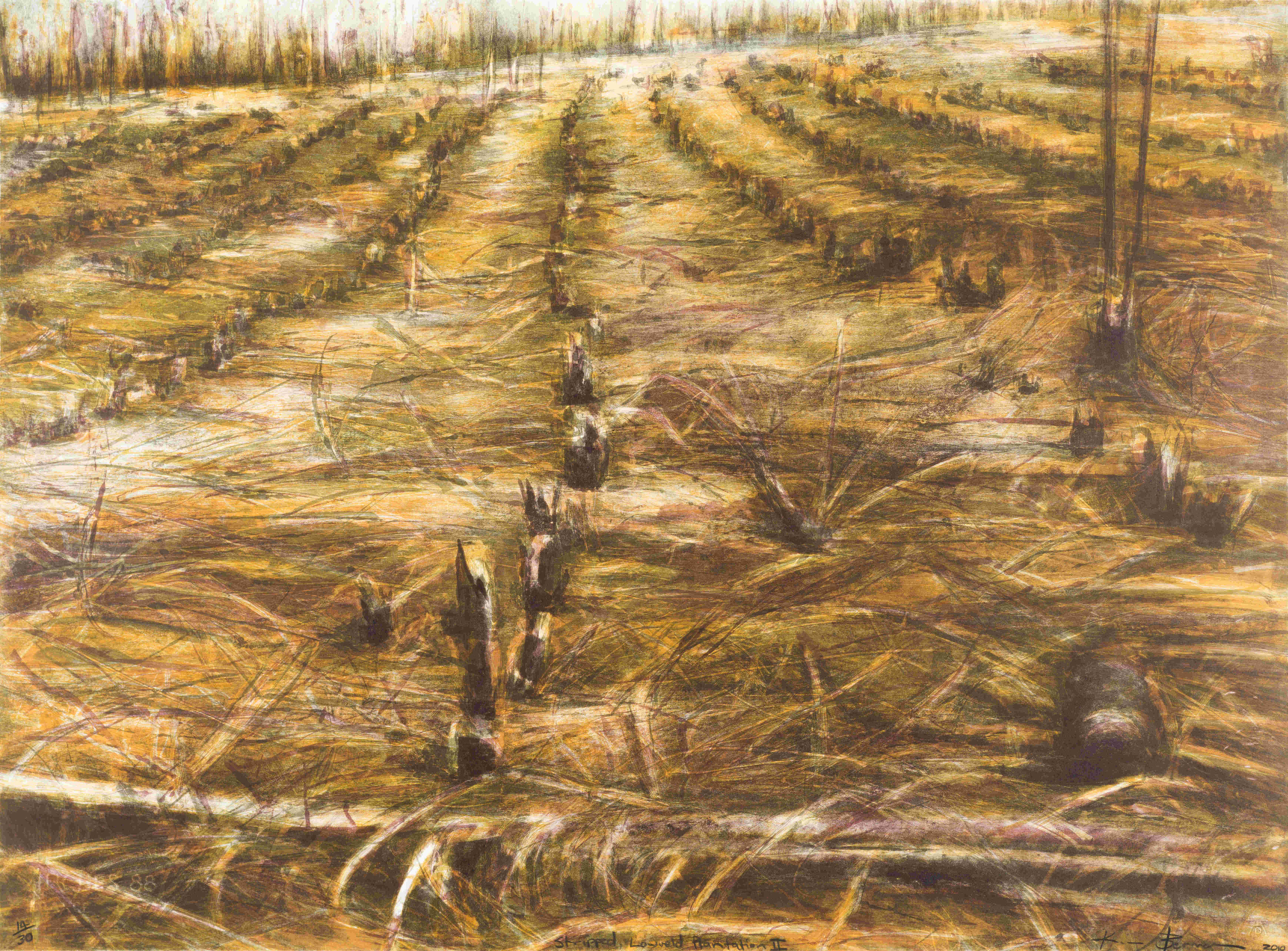 Kim Berman; Stripped Lowveld Plantation II
