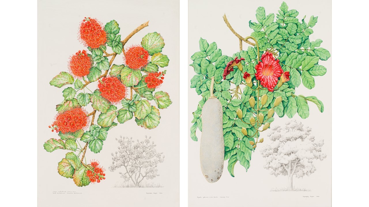 Barbara Jeppe; Greyia sutherlandia (Natal Bottlebrush/Mountain Bottlebrush); Kigelia africana (Sausage Tree), two