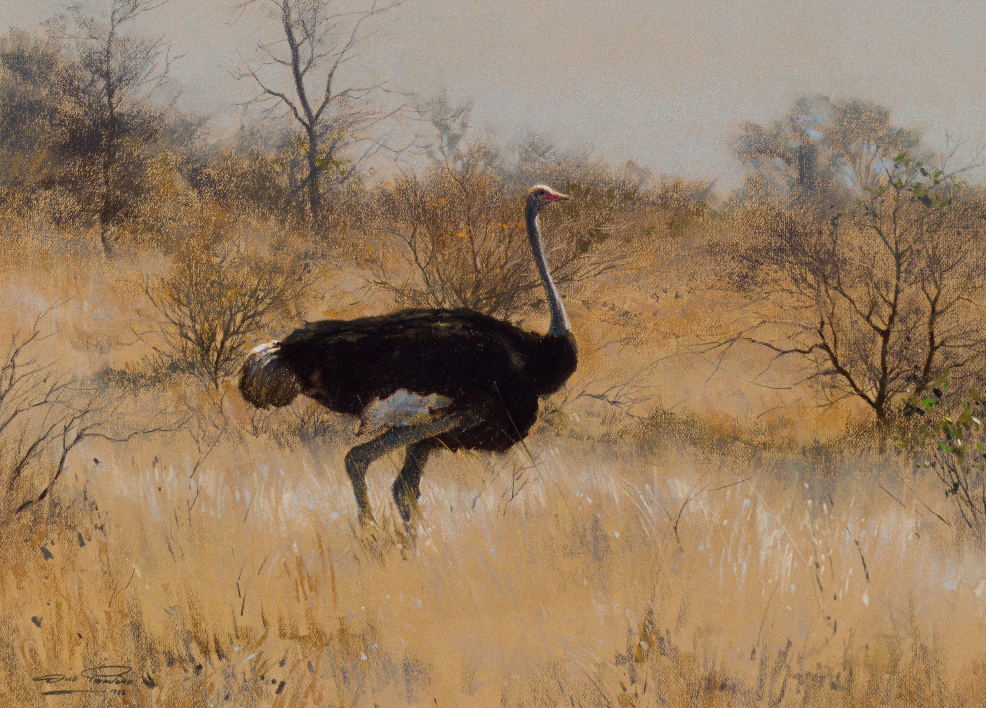Dino Paravano; Male Ostrich