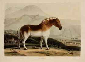 Samuel Daniell (1775-1811); African Scenery and Animals, 2 Volumes