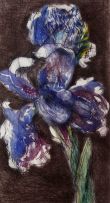 William Kentridge; Dutch Iris 2