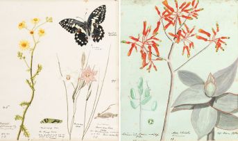 Isaac Louis Drege; Thirty botanical watercolours depicting indigenous plants in and around Port Elizabeth