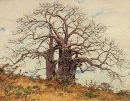Erich Mayer; Baobab Tree
