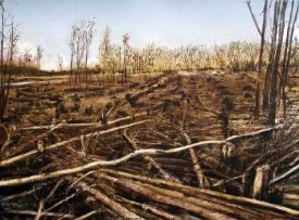 Kim Berman; Stripped, Lowveld Plantation I
