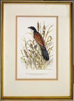 Dick (Richard) Findlay; Burchells Coucal and Bulrushes