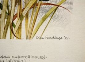 Dick (Richard) Findlay; Burchells Coucal and Bulrushes