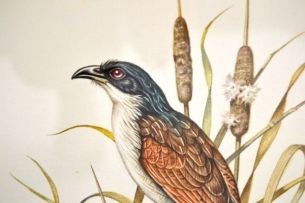 Dick (Richard) Findlay; Burchells Coucal and Bulrushes