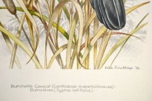 Dick (Richard) Findlay; Burchells Coucal and Bulrushes