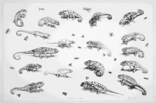 John Moore; Chameleons and Flies