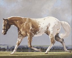 Neil Rodger; Appaloosa Stallion
