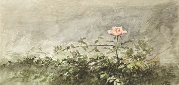 John Meyer; Pink Rose