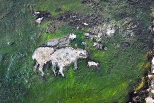 Penny Siopis; The Sheep in the Meadows