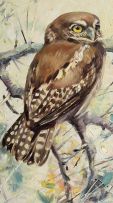 Cecil-Max Michaelis; Owls