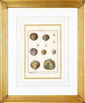 Robert Bénard Derexit; A Set of Four engravings of Shells from Histoire Naturelle including plates 311, 371, 143 and 172