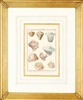 Robert Bénard Derexit; A Set of Four engravings of Shells from Histoire Naturelle including plates 311, 371, 143 and 172