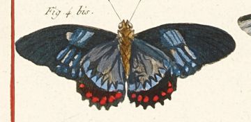 Robert Bénard Derexit; A Set of Four engravings of Butterflies from Histoire Naturelle including plates 4, 7, 59 and 85