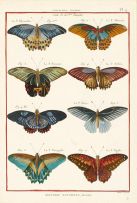 Robert Bénard Derexit; A Set of Four engravings of Butterflies from Histoire Naturelle including plates 4, 7, 59 and 85