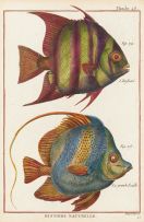Robert Bénard Derexit; A Set of Four engravings of Fish from Histoire Naturelle including plates 46, 47, 49 and 89