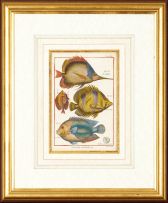 Robert Bénard Derexit; A Set of Four engravings of Fish from Histoire Naturelle including plates 46, 47, 49 and 89