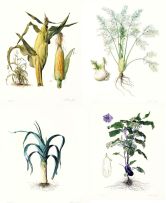 Graham Redgrave-Rust; Studies of Vegetables including Leek, Corn, Fennel and Aubergine