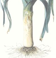 Graham Redgrave-Rust; Studies of Vegetables including Leek, Corn, Fennel and Aubergine