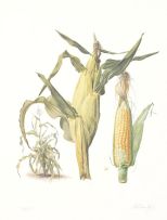 Graham Redgrave-Rust; Studies of Vegetables including Leek, Corn, Fennel and Aubergine