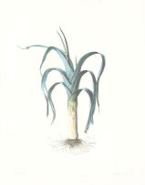 Graham Redgrave-Rust; Studies of Vegetables including Leek, Corn, Fennel and Aubergine