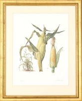 Graham Redgrave-Rust; Studies of Vegetables including Leek, Corn, Fennel and Aubergine