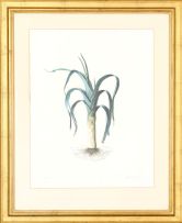 Graham Redgrave-Rust; Studies of Vegetables including Leek, Corn, Fennel and Aubergine