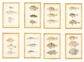 G. Henderson; A Set of Eight engravings of Fish from The Animal Kingdom, arranged according to its organization, serving as a foundation for the natural history of animals: and an introduction to comparative anatomy, including plates 10, 28(4), 29, 33 and 42