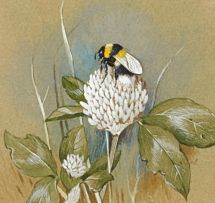 Gordon Beningfield; Bumblebee