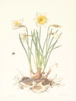 Graham Redgrave-Rust; Flower Studies including Pheasant Eye, Arctic Star and Ice Follies