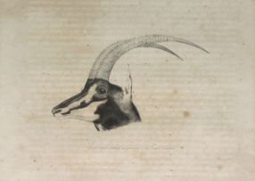 William Cornwallis Harris; Head of Black Antelope, as preserved in the British Museum