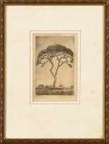 Jacob Hendrik Pierneef; Doringboom