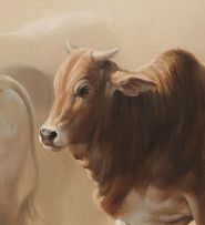 Jaco van Schalkwyk; Young Brahman Bull