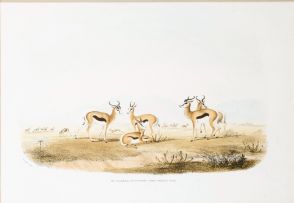 After William Cornwallis Harris; Portraits of the Game and Wild Animals of Southern Africa