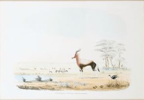 After William Cornwallis Harris; Portraits of the Game and Wild Animals of Southern Africa