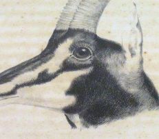 William Cornwallis Harris; Head of Black Antelope, as preserved in the British Museum