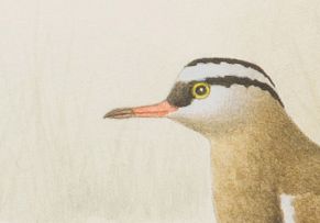 Simon Calburn; Whistling Duck and Crowned Plover, two