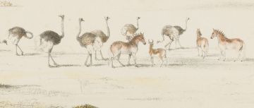 William Cornwallis Harris; Struthio Camelus - The Ostrich