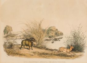 William Cornwallis Harris; Phacochoerus Africanus: The African Wild Boar; Redunca Eleotragus: The Rietbok