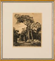 Tinus de Jongh; Two Thousand Year Old Trees, Knysna, Cape