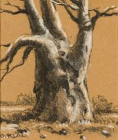 Otto Klar; Baobab Tree, Northern Transvaal