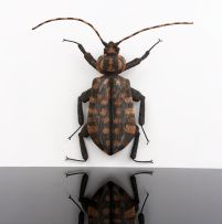 Walter Oltmann; Spotted Beetle