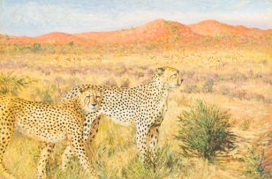 Zakkie Eloff; Hunting Cheetah