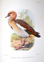 Horsbrugh, Boyd Robert; The Game-Birds & Water-Fowl of South Africa. With Coloured Plates by Claude Gibney Davies