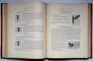 Distant, WL; Insecta Transvaaliensia: A Contribution to a Knowledge of the Entomology of South Africa, Volume I