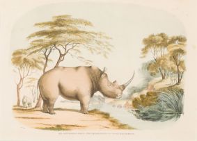 William Cornwallis Harris; XIX. Rhinoceros Simus. - The Square Nosed or White Rhinoceros